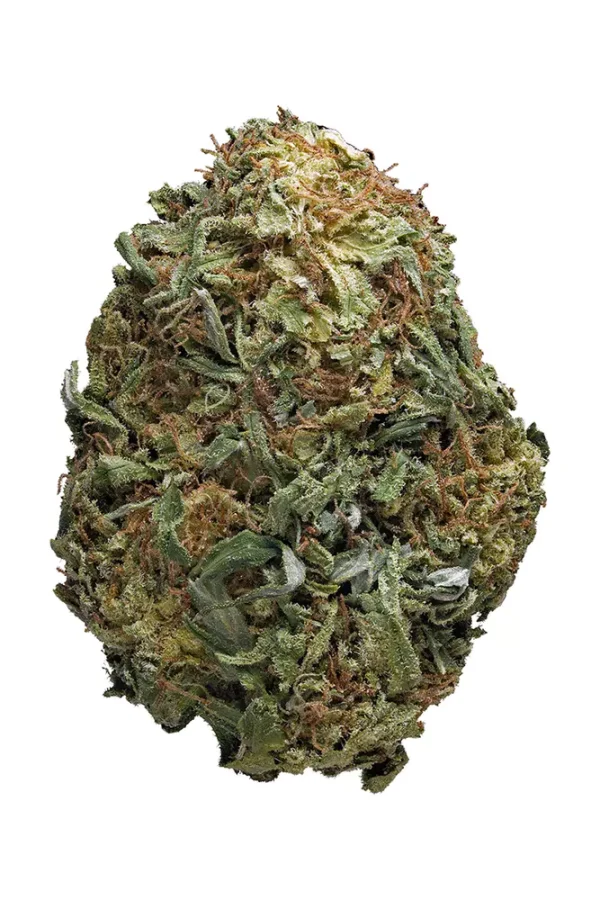 Aurora Indica